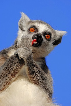 Ring-tailed lemur (Lemur catta), female grooming, found in Madagascar, captive, Netherlands, Europe