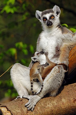 Ring-tailed lemur (Lemur catta), female with infant, found in Madagascar, captive, Germany, Europe