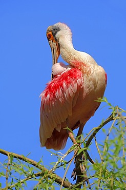 Roseate Spoonbill (Ajaja ajaja, Ajaia ajaja, Platalea ajaja), preening, Florida, USA