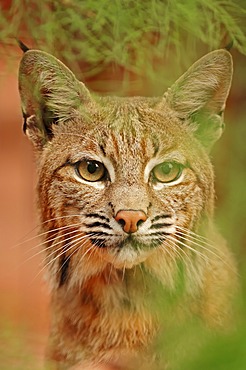 Bobcat (Lynx rufus, Felis rufa), portrait, captive, Florida, USA