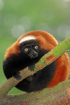 Red-ruffed lemur (Varecia variegata rubra), found in Madagascar, captive, Germany, Europe