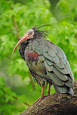 Northern bald ibis (Geronticus eremita), captive, Germany, Europe