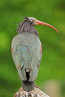 Northern bald ibis (Geronticus eremita), captive, Germany, Europe