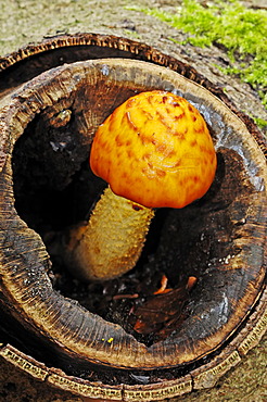 Fatty pholiota (Pholiota adiposa), Gelderland, Netherlands, Europe