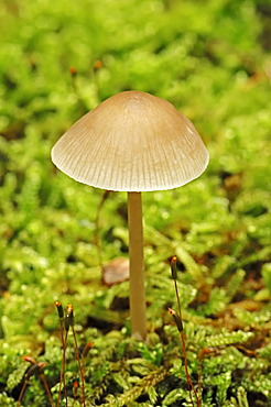 Red bleeding mycena (Mycena haematopus), Gelderland, the Netherlands, Europe