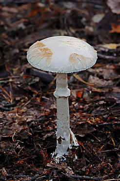 False death cap (Amanita citrina var. alba), poisonous mushroom, Gelderland, Netherlands, Europe