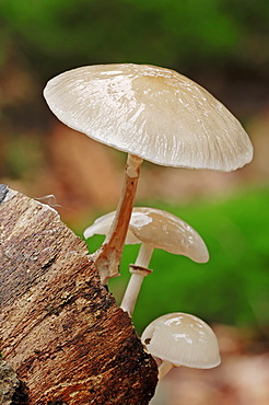 Porcelain fungus, beech tuft (Oudemansiella mucida), Gelderland, Netherlands, Europe