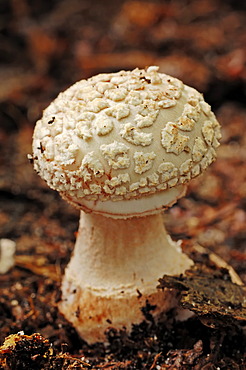 Blusher (Amanita rubescens), Gelderland, Netherlands, Europe