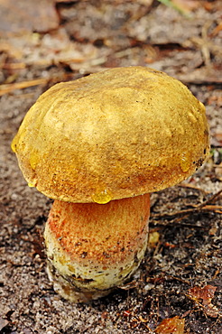 Lurid bolete (Boletus luridus), Gelderland, Netherlands, Europe