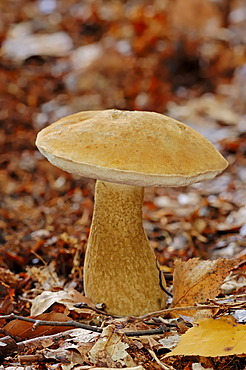 Bitter bolete (Tylopilus felleus, Boletus felleus), Gelderland, Netherlands, Europe