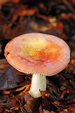 Gulnande blodkremla (Russula luteotacta), Gelderland, Netherlands, Europe