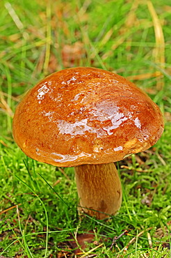 Summer cep (Boletus reticulatus, Boletus aestivalis), Gelderland, Netherlands, Europe