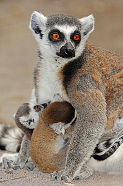 Ring-tailed lemur (Lemur catta), female with young, Madagascar, Africa