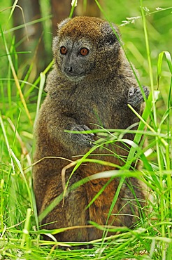 Lac Alaotra bamboo lemur or Lac Alaotra gentle lemur (Hapalemur alaotrensis), Madagascar, Africa