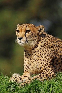 Cheetah (Acinonyx jubatus), from Africa, captive, Netherlands, Europe