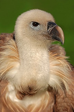 Griffon vulture (Gyps fulvus), portrait, captive, North Rhine-Westphalia, Germany, Europe