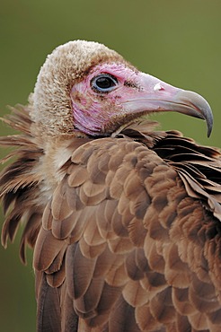 Hooded vulture (Necrosyrtes monachus, Neophron monachus), portrait, found in Africa, captive, Germany, Europe