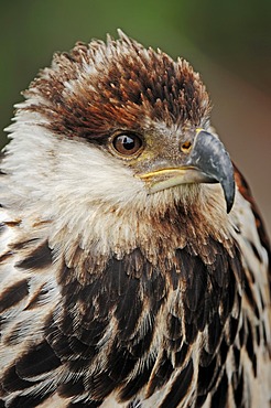 African fish eagle (Haliaeetus vocifer) immature, portrait, found in Africa, captive, France, Europe