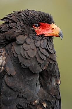 Bateleur (Terathopius ecaudatus), portrait, found in Africa, captive, Germany, Europe