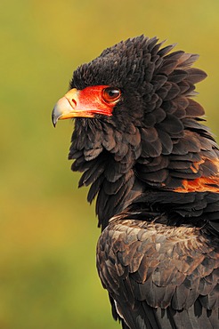 Bateleur (Terathopius ecaudatus), portrait, found in Africa, captive, Germany, Europe