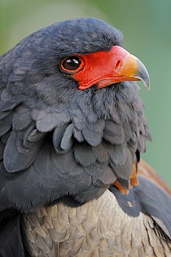 Bateleur (Terathopius ecaudatus), portrait, found in Africa, captive, Germany, Europe