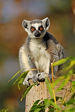 Ring-tailed Lemur (Lemur catta), native to Madagascar, Africa, in captivity, Germany, Europe