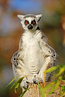 Ring-tailed Lemur (Lemur catta), native to Madagascar, Africa, in captivity, Germany, Europe