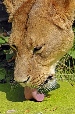 African Lion (Panthera leo), lioness drinking, portrait, native to Africa, in captivity, Netherlands, Europe