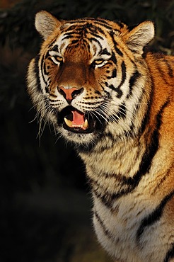 Siberian Tiger or Amur Tiger (Panthera tigris altaica), portrait, native to Asia, in captivity, Netherlands, Europe