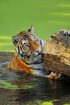 Siberian Tiger or Amur tiger (Panthera tigris altaica) in the water, native to Asia, in captivity, Netherlands, Europe