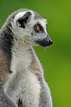 Ring-tailed Lemur (Lemur catta), portrait, native to Madagascar, in captivity, Netherlands, Europe