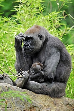 Western Lowland Gorilla (Gorilla gorilla gorilla), female with young, native to Africa, in captivity, Netherlands, Europe