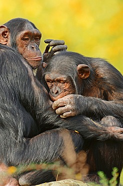 Chimpanzees (Pan troglodytes) during mutual grooming, native to Africa, in captivity, Germany, Europe