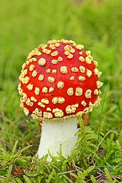 Fly Agaric (Amanita muscaria), toadstool, poisonous mushroom, North Rhine-Westphalia, Germany, Europe