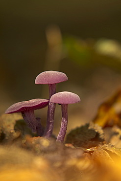 Amethyst Deceiver (Laccaria amethystea) growing on the forest floor, Bergisches Land, North Rhine-Westphalia, Germany, Europe