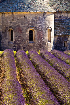 Blooming field of Lavender (Lavandula angustifolia) in front of Senanque Abbey, Gordes, Vaucluse, Provence-Alpes-Cote d'Azur, Southern France, France, Europe