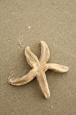 Starfish washed up on the beach, Texel, Netherlands, Netherlands, Europe