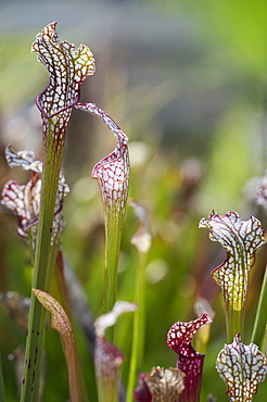 Pitcher plant (Sarracenia), carnivorous plant