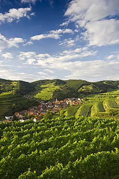 Vineyards near Schelingen, Kaiserstuhl range, Baden-Wuerttemberg, Germany, Europe