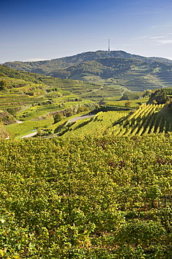 Vineyards near Oberbergen, Kaiserstuhl, Baden-Wuerttemberg, Germany, Europe