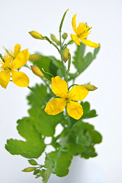 Greater Celandine or Tetterwort (Chelidonium majus), medicinal plant, poisonous plant in a vase