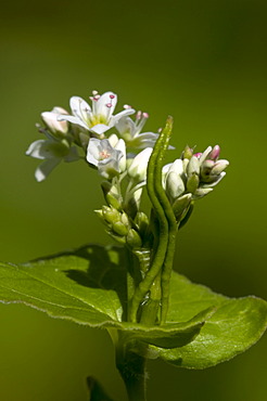 Buckwheat (Fagopyrum esculentum, Polygonaceae)