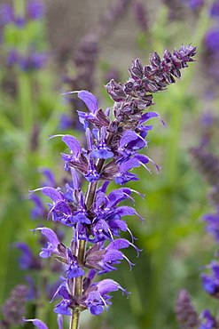 Woodland sage (Salvia nemorosa "May Night"), Maximilianpark, Maxipark, Hamm, Ruhr Area, North Rhine-Westphalia, Germany, Europe