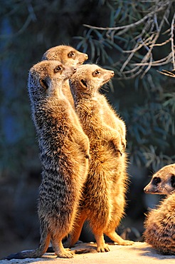 Group of young Meerkats or Suricates (Suricata suricatta), Stuttgart, Baden-Wuerttemberg, Germany, Europe