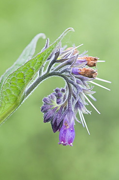 Comfrey (Symphytum officinale), Bargerveen, Drenthe, The Netherlands, Europe