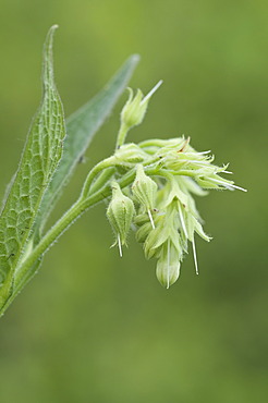 Comfrey (Symphytum officinale), Bargerveen, Drenthe, The Netherlands, Europe