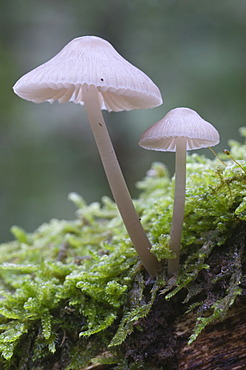 Bonnets (Mycena sp.), Tinner Loh, Haren, Emsland region, Lower Saxony, Germany, Europe