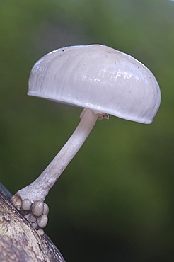 Porcelain mushroom (Oudemansiella mucida), Tinner Loh nature reserve, Haren, Emsland, Lower Saxony, Germany, Europe