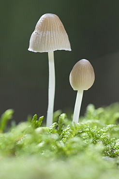 Mycenoid mushrooms (Mycena sp.), Tinner Loh nature reserve, Haren, Emsland, Lower Saxony, Germany, Europe