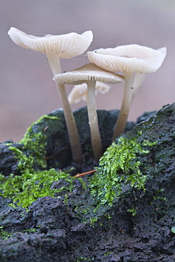 Mycenoid mushrooms (Mycena sp.), Tinner Loh nature reserve, Haren, Emsland, Lower Saxony, Germany, Europe